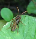 Nomada ruficornis (cf.)